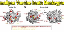 Study: Smallpox Vaccine Provides Immunity to Monkeypox