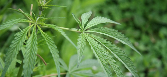 Grass/Marijuana is probably not eco-friendly