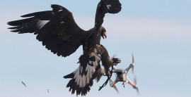 Golden eagles hunting down rogue drones
