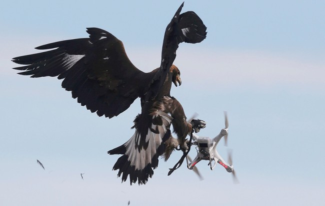 Golden eagles hunting down rogue drones