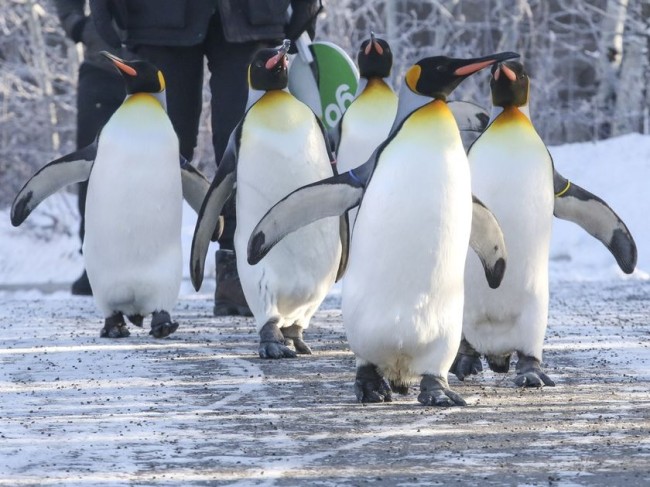 Calgary Zoo in Canada brings penguins indoors because of frigid temperatures
