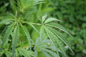 marijuana-production-increases-green-gases