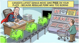 gmo-pigs-pork-to-be-eaten-in-canada-with-no-declaration